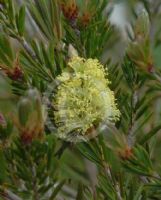 Callistemon pityoides