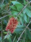 Callistemon polandii