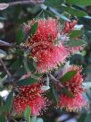 Callistemon polandii