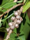 Callistemon polandii