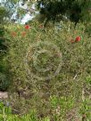 Callistemon rugulosus