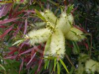 Callistemon salignus