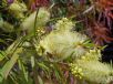 Callistemon salignus