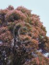 Callistemon salignus