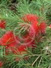 Callistemon subulatus