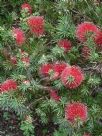 Callistemon subulatus