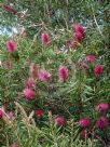 Callistemon Eureka