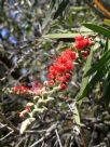 Callistemon Harkness