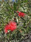 Callistemon Harkness