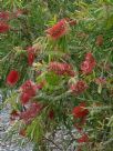 Callistemon Harkness