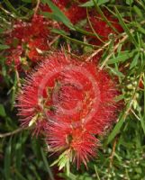 Callistemon Kings Park Special