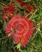 Callistemon Kings Park Special