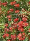 Callistemon Kings Park Special