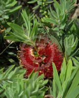 Callistemon Little John