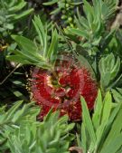 Callistemon Little John