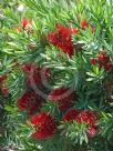 Callistemon Little John