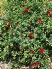 Callistemon Little John