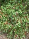 Callistemon Little John