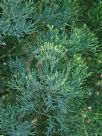 Callitris glaucophylla