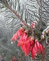 Calothamnus quadrifidus