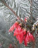 Calothamnus quadrifidus