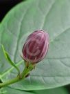 Calycanthus floridus