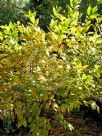 Calycanthus floridus