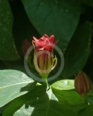 Calycanthus occidentalis