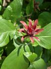 Calycanthus occidentalis