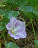 Calystegia soldanella