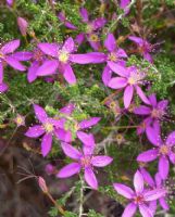 Calytrix fraseri