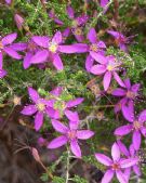 Calytrix fraseri