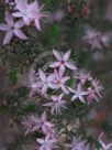 Calytrix tetragona