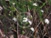 Calytrix tetragona