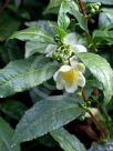 Camellia sinensis