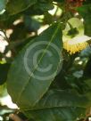 Camellia sinensis