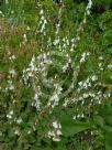 Campanula alliariifolia alliariifolia