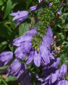 Campanula carpatica