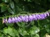 Campanula carpatica