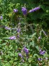 Campanula carpatica