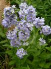 Campanula lactiflora