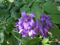 Campanula latifolia macrantha