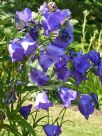 Campanula persicifolia