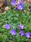 Campanula portenschlagiana