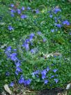 Campanula portenschlagiana