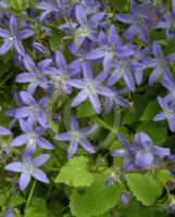 Campanula poscharskyana