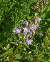 Campanula trachelium