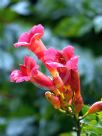 Campsis radicans