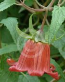 Canarina canariensis