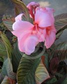 Canna generalis Pringle Bay